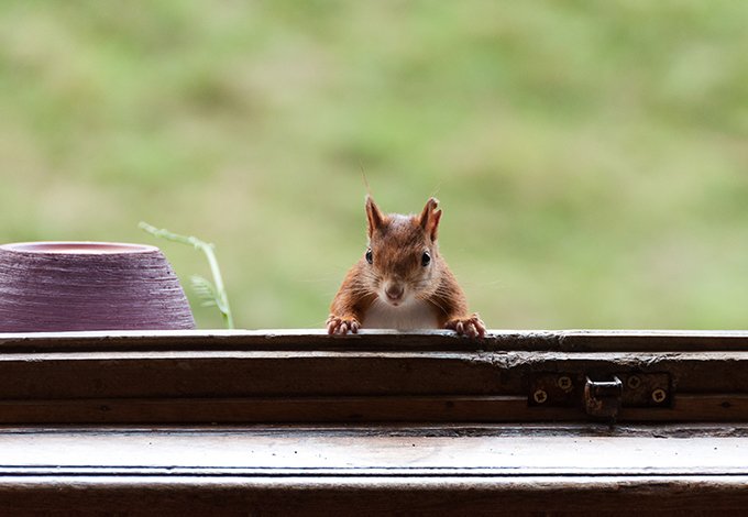 a squirrel peeking into a window of a home in tarrytown new york