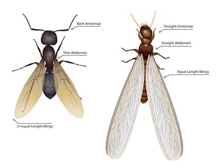 Termite Swarmers | The Difference Between Swarmers & Flying Ants