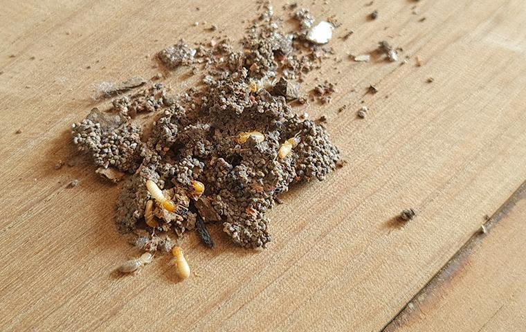 termites in a pile of dirt