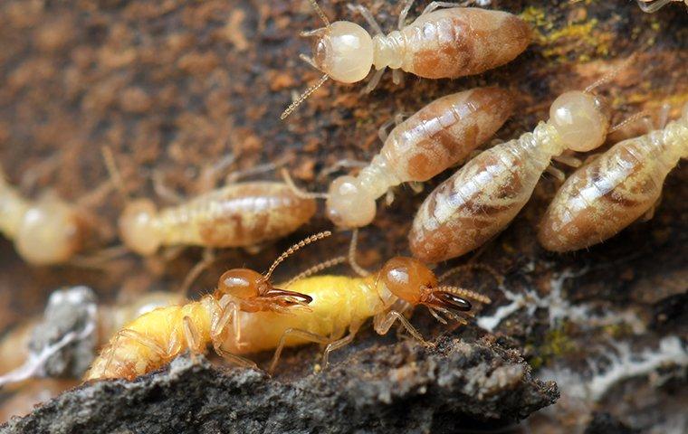 termites in their nest eating wood of a home