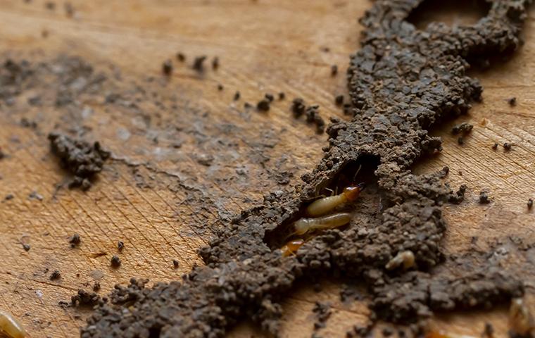 termites on wood in a home
