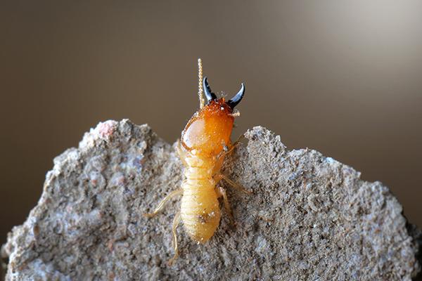 termite crawling on a rock