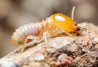a termite crawling on damaged wood outside of a new york home