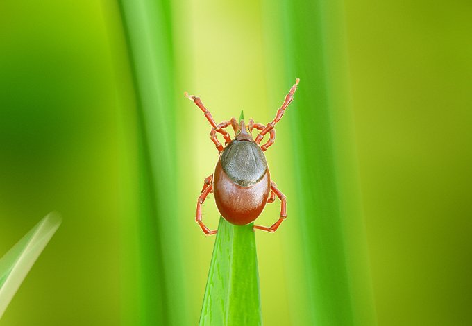 a tick on grass in briarcliff manor