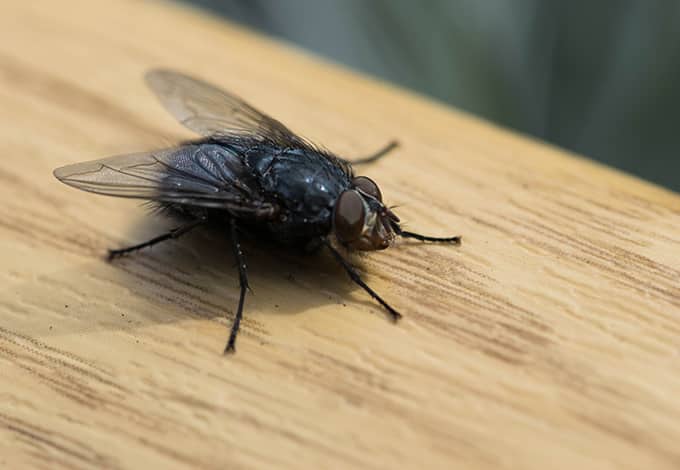 Types Of Flies Ny Residents Deal With Parkway Pest Services