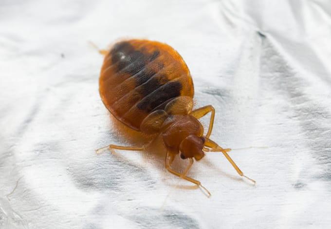 We Will Remove Bed Bugs From Your Property a bed bug crawling on fabric in vista new york