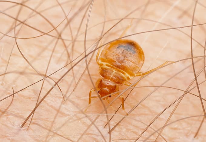 bed bugs close up