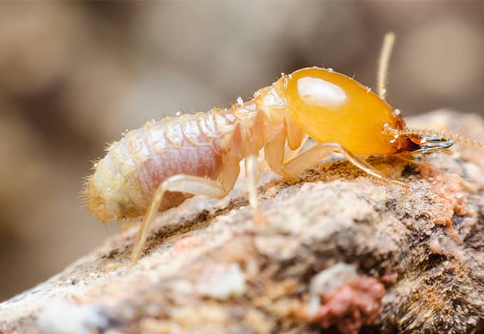 termite outside ny home