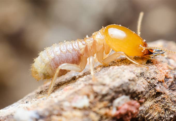 What Do Termites Look Like Termite Identification