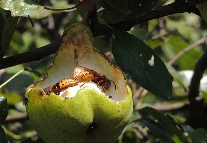hornets on an apple in a ny yard