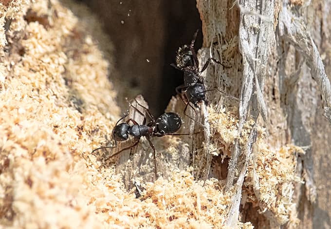 carpenter ants making their nest to prepare for diapause
