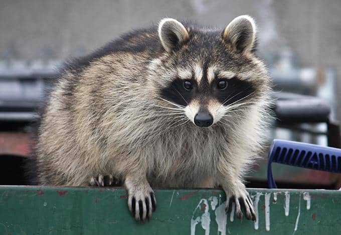 raccoon in dumpster in westchester county ny