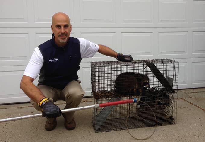 long island wildlife removal pro with trapped raccoons