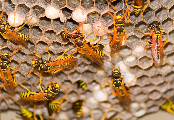 yellow jackets working on their nest