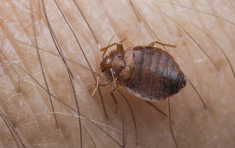 a bed bug crawling on a persons arm