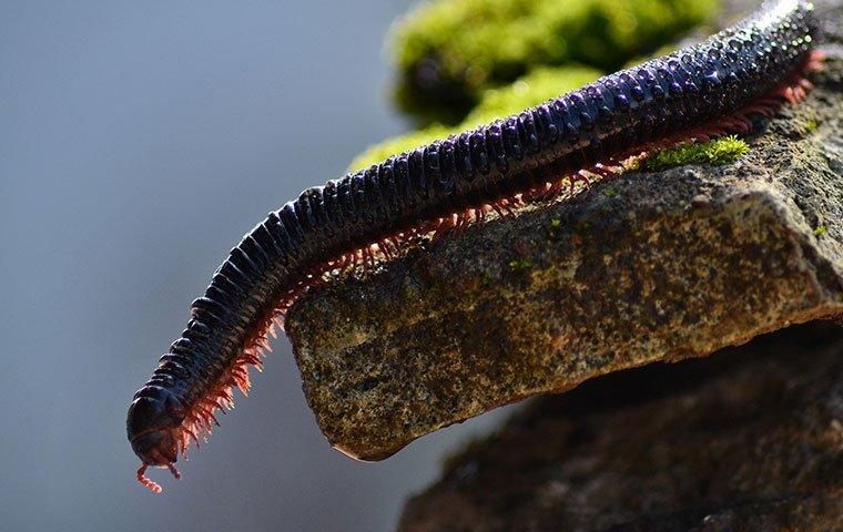 a millipede on a rock