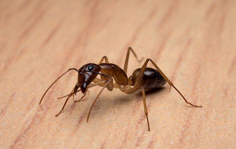 carpenter ant on wooden table