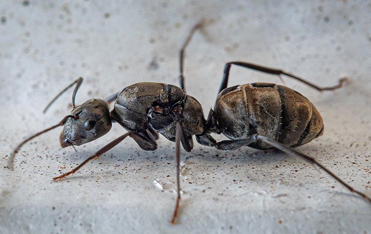 a carpenter ant crawling in a basement