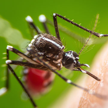 a mosquito biting a human
