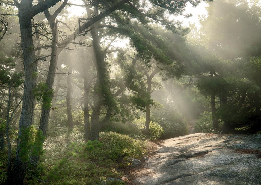 Forest in the Fog, Beech Mountain, Acadia National Park, 24” x  36”
