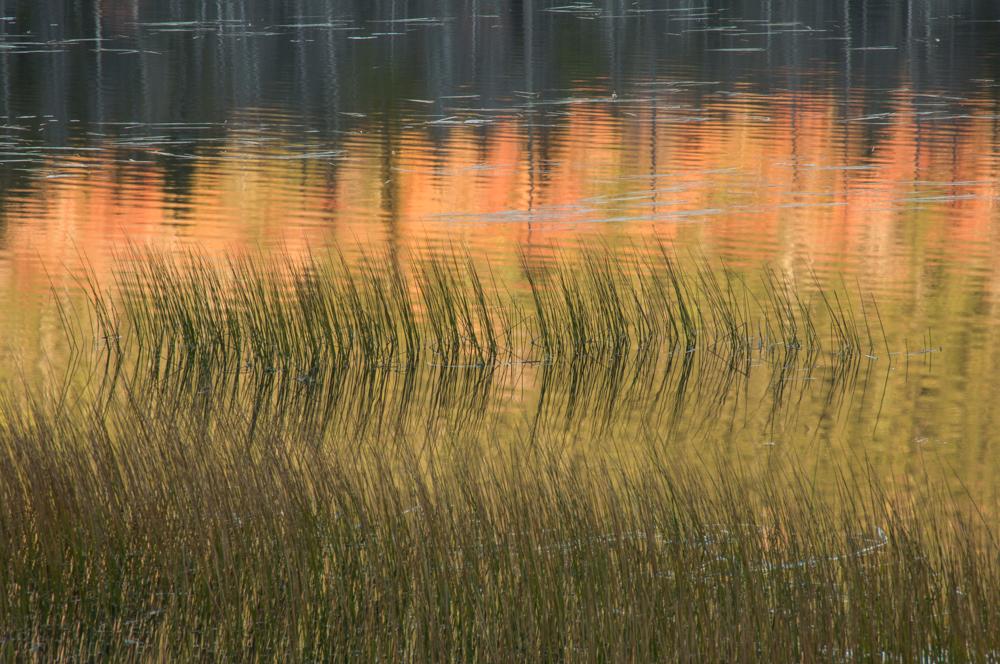 Autumn Reflection & Rushes, Upper Hadlock Pond, Acadia National Park, 32” x  48”
