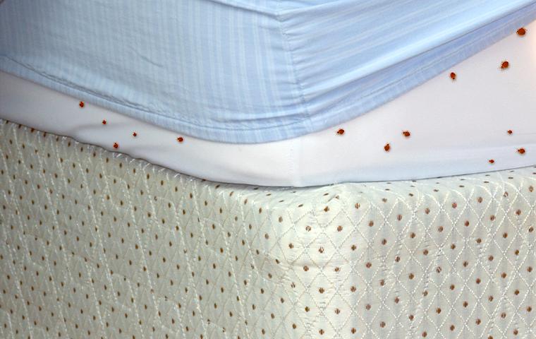 bedbugs on mattress