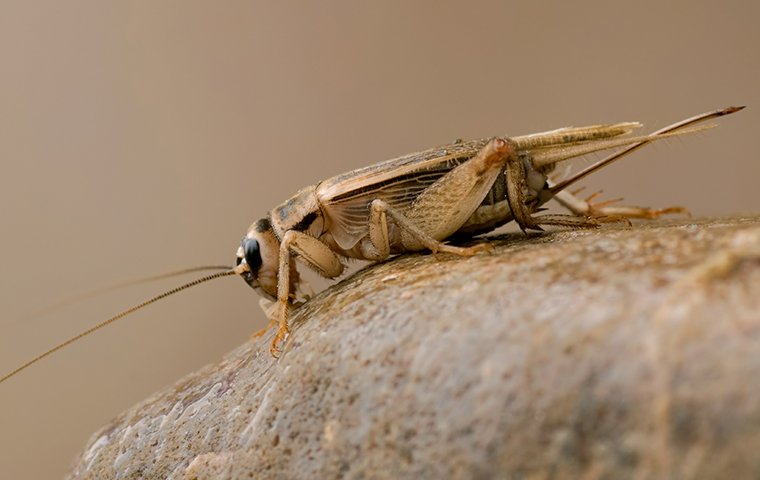 Cricket Control Las Vegas | Anderson Pest Control