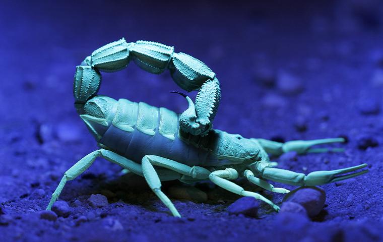 scorpion under blacklight