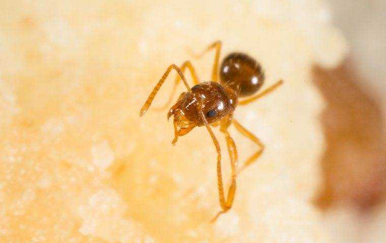 ant crawling on fruit