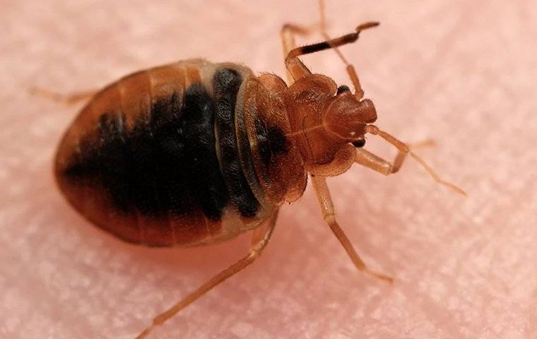 an up close image of a bed bug crawling on human skin