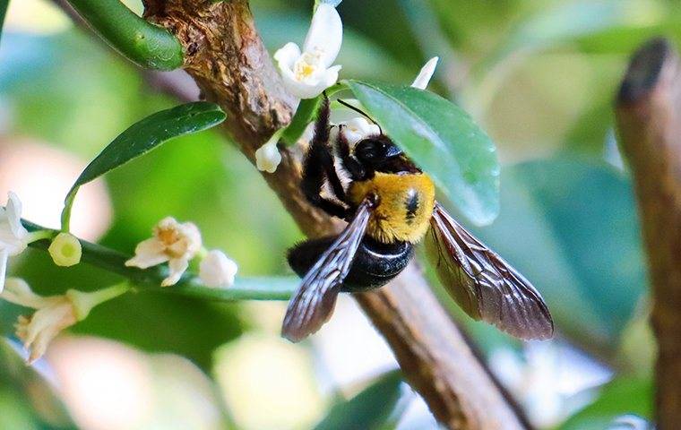 bee climbing on branch