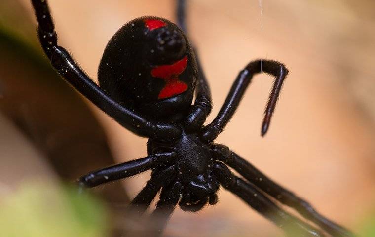 a black widow spider crawling in a garden