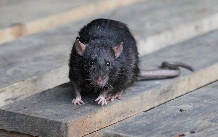 A black rat on a pallet.