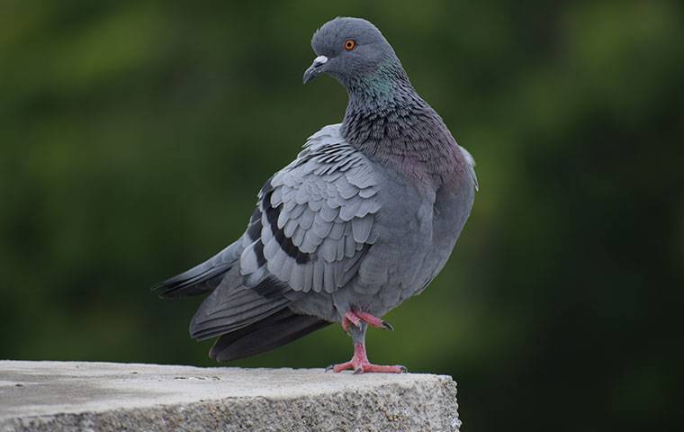 a pigeon perched on cement