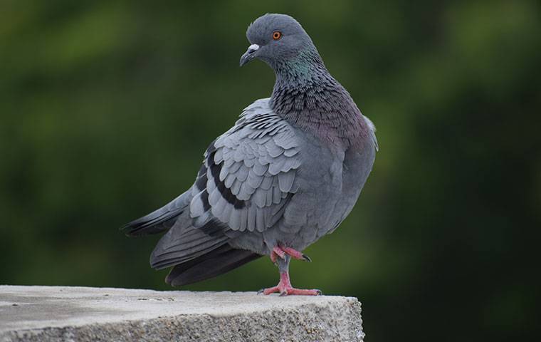 a pigeon standing on cement