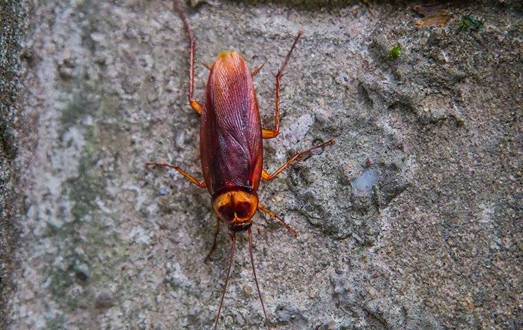 an american cockroach on a foundation of a home