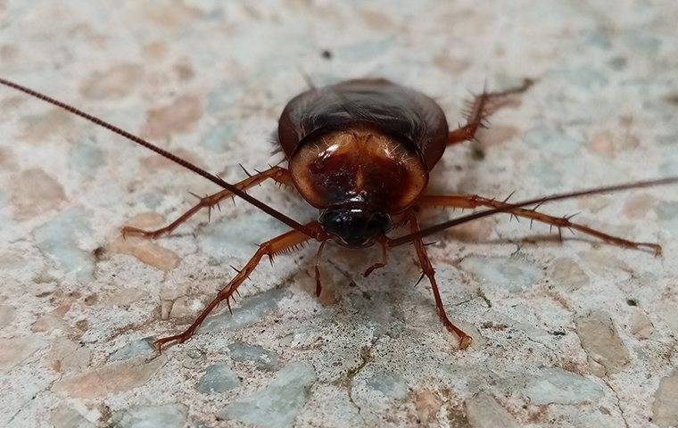 an american cockroach on the floor