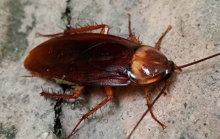 cockroach on a home foundation