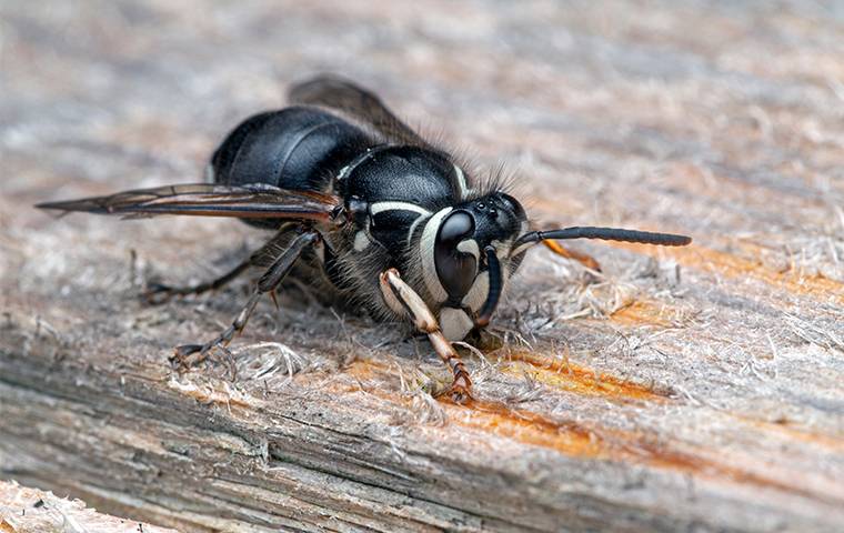 hornet chewing on wood