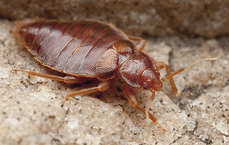 a bed bug crawling in a home