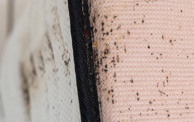 bed bugs on mattress