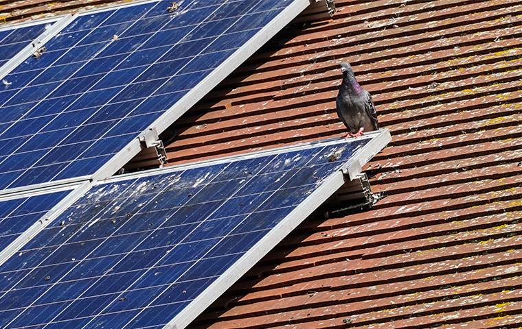 bird on solar panel
