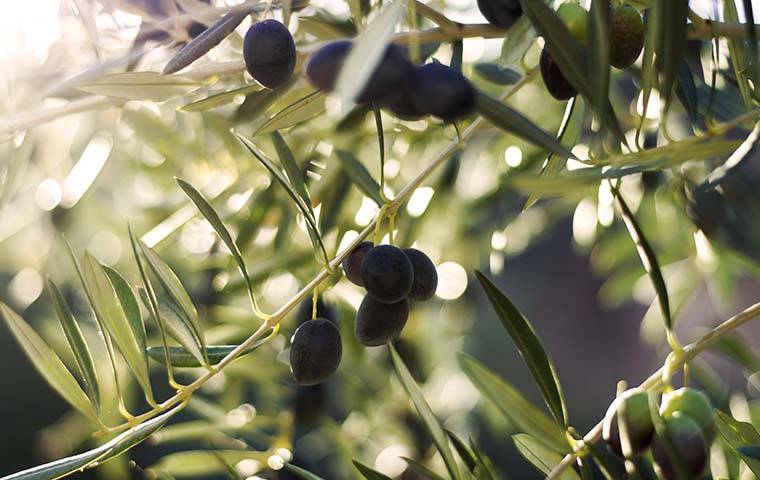 olive tree branches