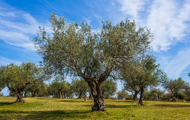 olive tree