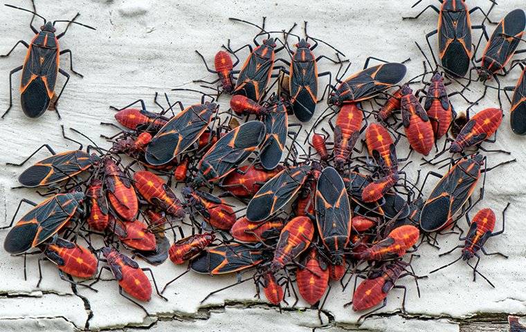 a boxelder bug infestation