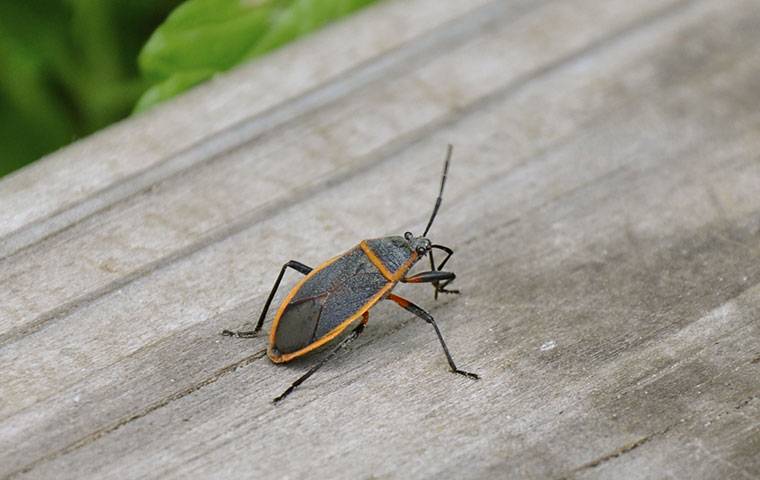 boxelder bug on wood table