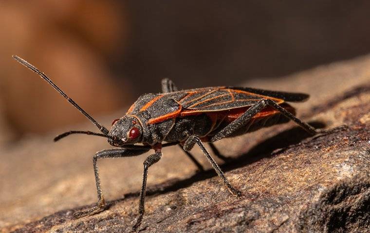 boxelder bug on a tree