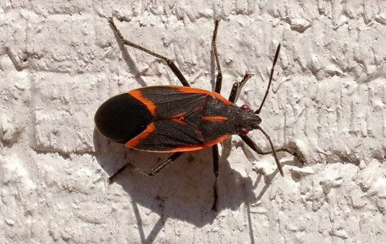 a boxelder bag climbing on a wall