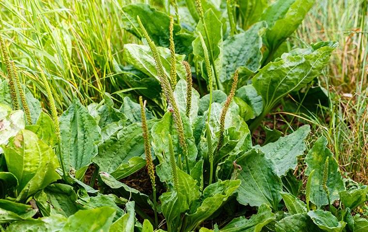 a broadleaf weed in a lawn