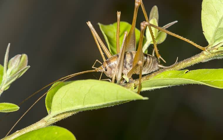 a camel cricket on a plant
